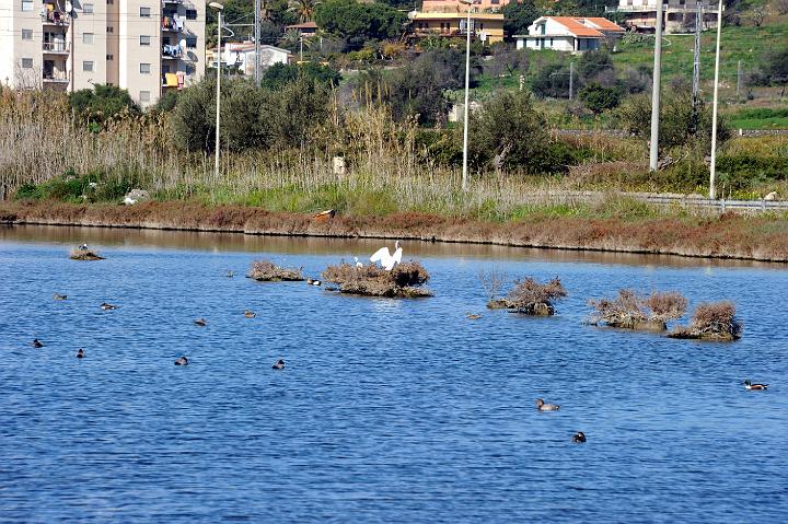 2Saline di Augusta 16.1.2011 (95).jpg